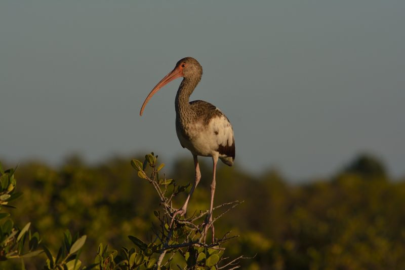 Witte Ibis